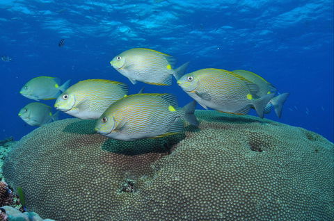 Lodestone Reef - Sunshine Coast Guide 0