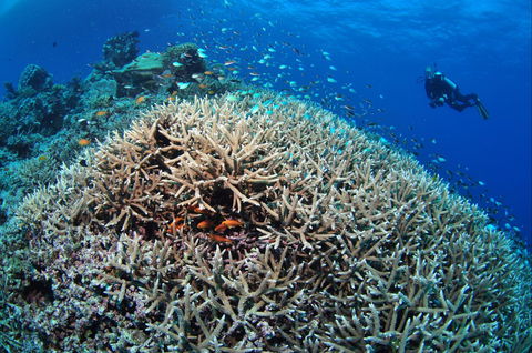 Lodestone Reef - Sunshine Coast Guide 1