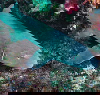 Middle Reef Dive Site - Sunshine Coast Guide