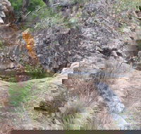 Mill-bullah Walking Track - Sunshine Coast Guide