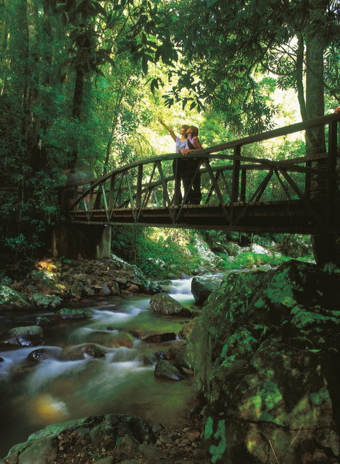 Natural Bridge Circuit, Springbrook National Park - Sunshine Coast Guide 1