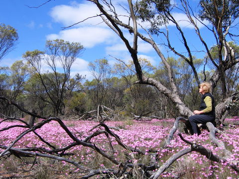 Talgomine Reserve - Sunshine Coast Guide 1