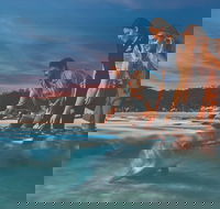 Tangalooma Wild Dolphin Feeding - Sunshine Coast Guide