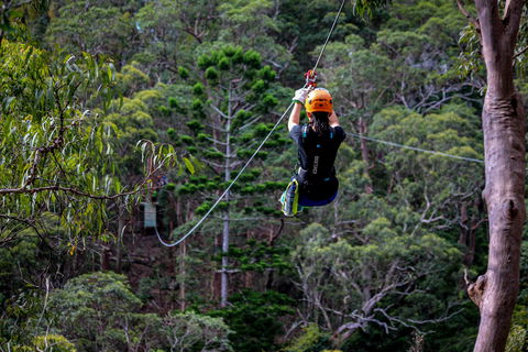Thunderbird Park ® - Tamborine Mountain, Gold Coast Region - Sunshine Coast Guide 2