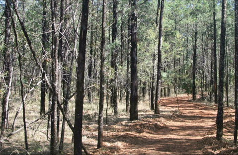Yana-y Warruwi Walking Track - Sunshine Coast Guide 0