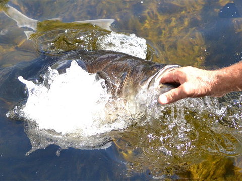 Barra Feeding - Sunshine Coast Guide 1