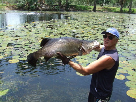Barra Feeding - Sunshine Coast Guide 2