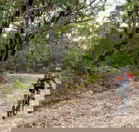 Cawleys Road trail - Sunshine Coast Guide