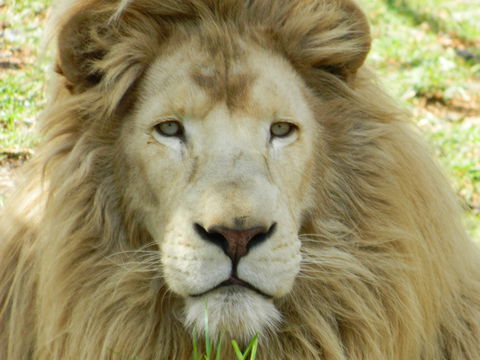 Darling Downs Zoo - Sunshine Coast Guide 0