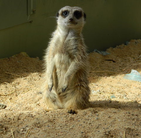 Darling Downs Zoo - Sunshine Coast Guide 1