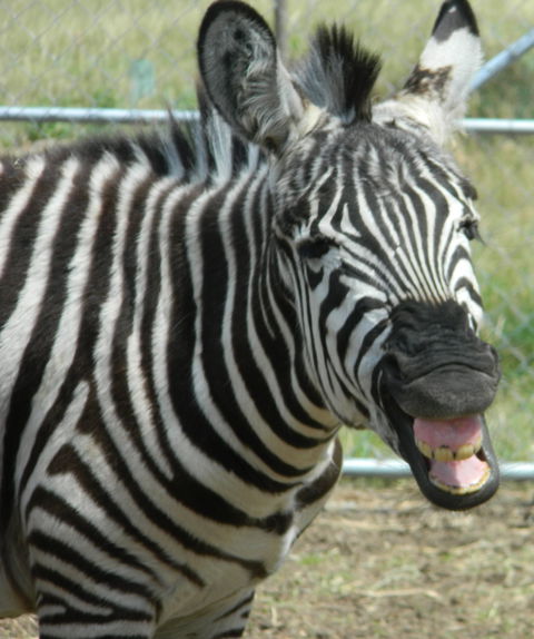 Darling Downs Zoo - Sunshine Coast Guide 2