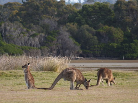 Great Nature Trail - Sunshine Coast Guide 0
