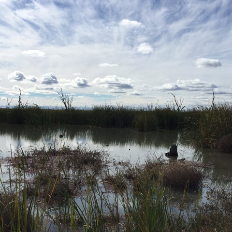 Gwydir Wetlands Moree - Sunshine Coast Guide 0