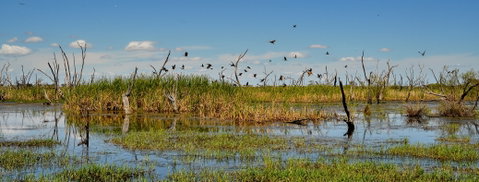 Gwydir Wetlands Moree - Sunshine Coast Guide 1