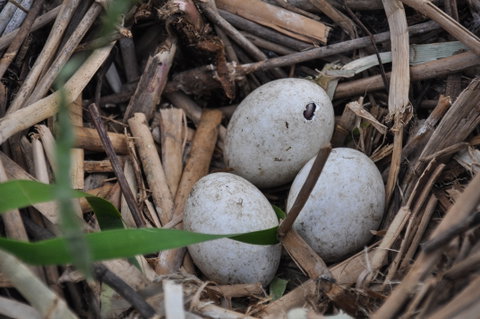 Gwydir Wetlands Moree - Sunshine Coast Guide 2