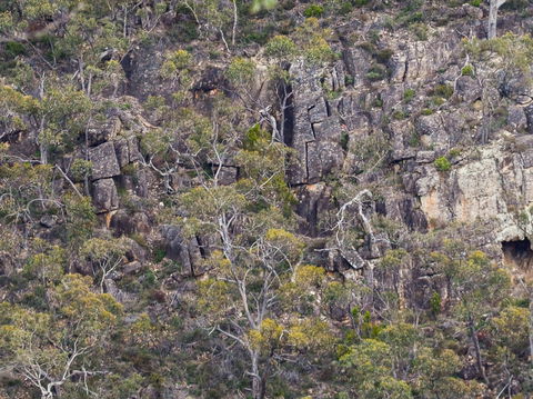 Horsnell Gully And Giles Conservation Parks - Sunshine Coast Guide 0