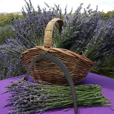 Rustique Lavender Farm - Sunshine Coast Guide 0