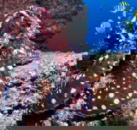 Smith Rock Dive Site - Sunshine Coast Guide