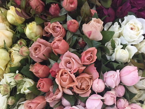 Sydney Flower Market - Sunshine Coast Guide 0