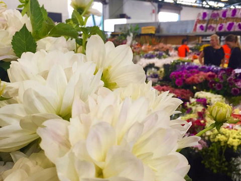 Sydney Flower Market - Sunshine Coast Guide 1