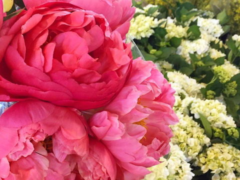 Sydney Flower Market - Sunshine Coast Guide 2