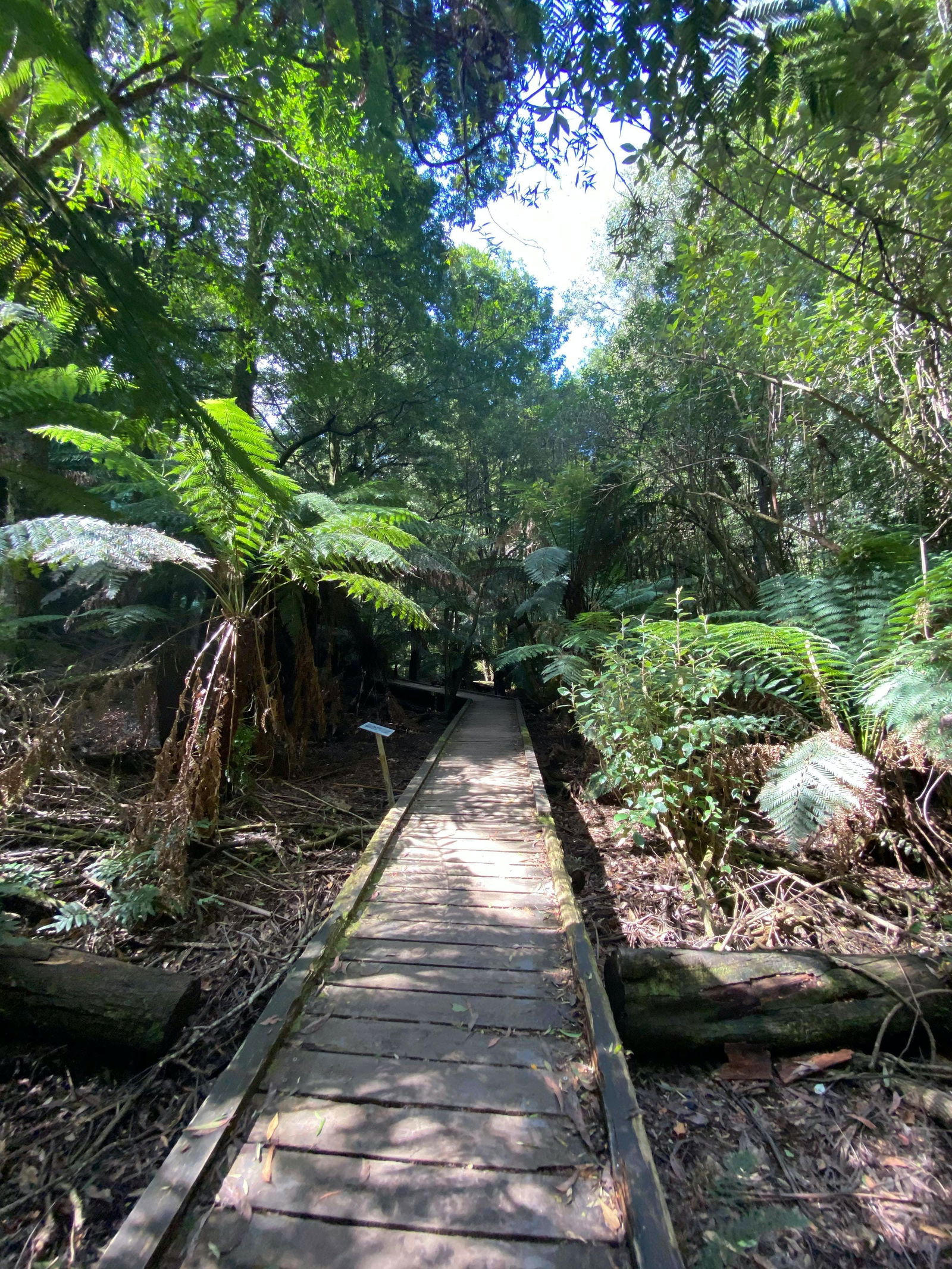 Toolangi VIC Sunshine Coast Guide