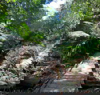 Wirrawilla Rainforest Walk - Sunshine Coast Guide