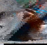 Amity Point Dive Site - Sunshine Coast Guide