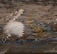 Bird watching at the Goan water hole - Sunshine Coast Guide