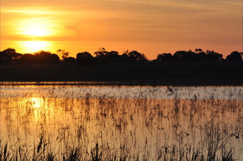 Bool Lagoon Game Reserve And Hacks Lagoon Conservation Park - Sunshine Coast Guide 0