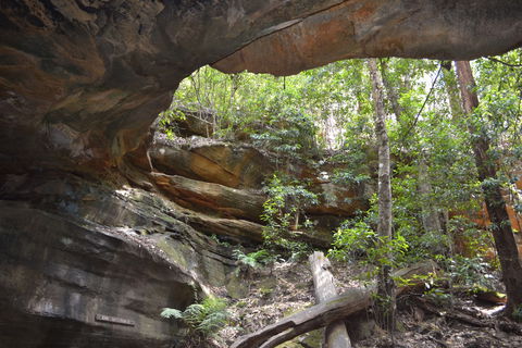 Cave Creek Walking Track - Sunshine Coast Guide 0