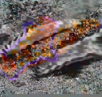 Curtin Artificial Reef Dive Site - Sunshine Coast Guide