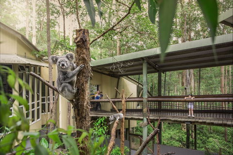 Daisy Hill Koala Centre - Sunshine Coast Guide 0