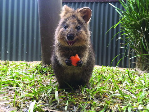 Kuranda Koala Gardens - Sunshine Coast Guide 1