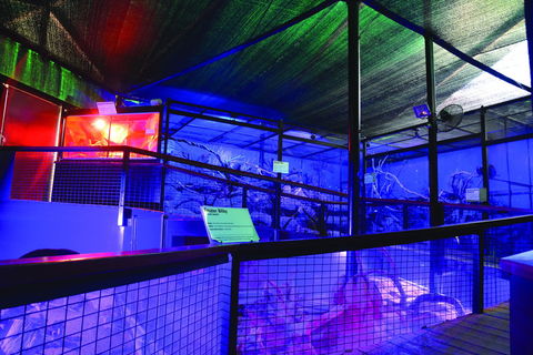Kuranda Koala Gardens - Sunshine Coast Guide 2