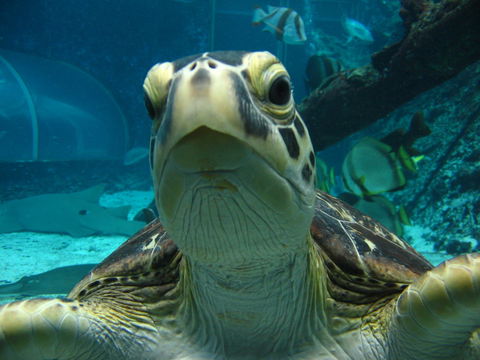 Reef HQ Aquarium - Sunshine Coast Guide 0