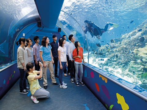 Reef HQ Aquarium - Sunshine Coast Guide 2