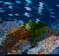 Southern Small Detached Reef Dive Site - Sunshine Coast Guide