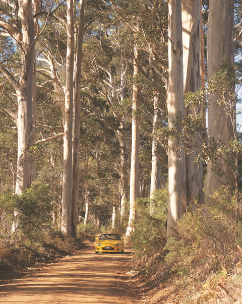The Great Forest Trees Drive - Sunshine Coast Guide 0