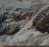 The Wrecks Dive Site at Moreton Island - Sunshine Coast Guide