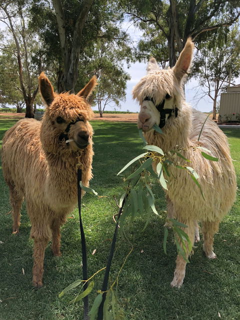 Visit An Alpaca Farm And Get Up And Personal With These Gentle And Unique Animals - Sunshine Coast Guide 0