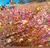 Wineries and Wildflowers - Sunshine Coast Guide