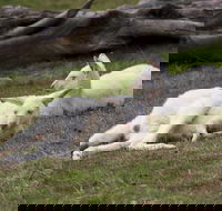 Yarra Valley Nocturnal Zoo - Sunshine Coast Guide