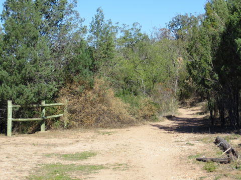Bindea Walking Track - Sunshine Coast Guide 1