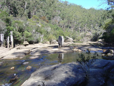 Frere's Crossing Bushwalk - Sunshine Coast Guide 0