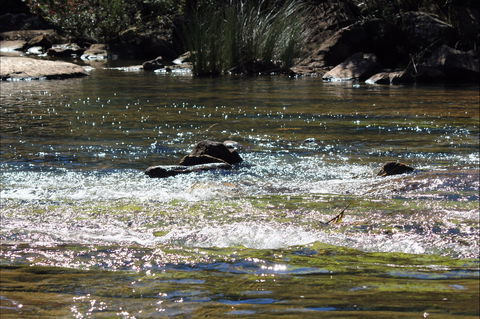 Frere's Crossing Bushwalk - Sunshine Coast Guide 1