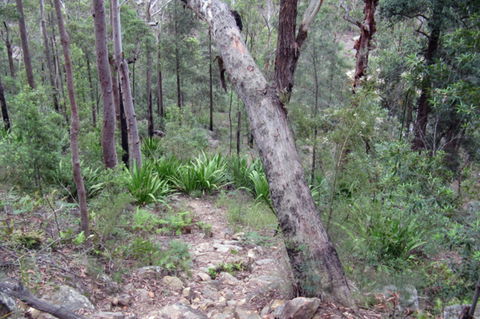 Frere's Crossing Bushwalk - Sunshine Coast Guide 2