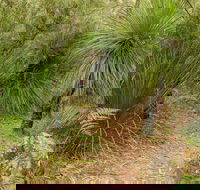 Grass Tree Circuit