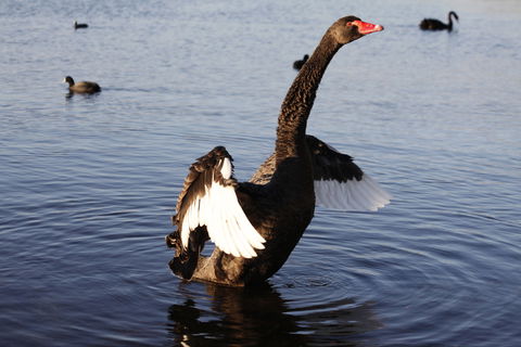 Lake Monger - Sunshine Coast Guide 1