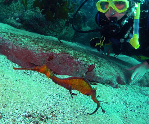 Merimbula Divers Lodge - Sunshine Coast Guide 2